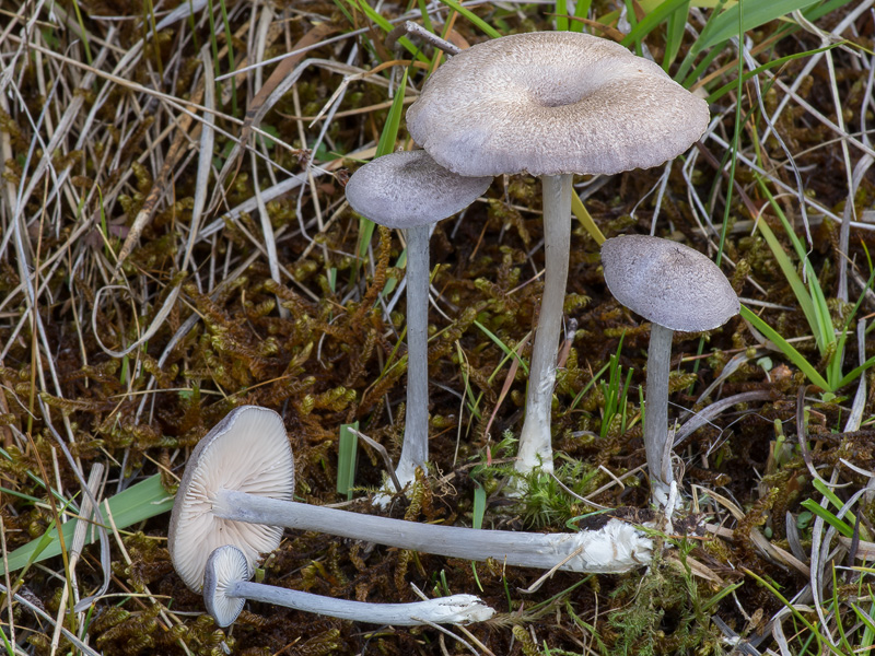 Entoloma mougeotii